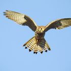   Turmfalke im Rüttelflug 2