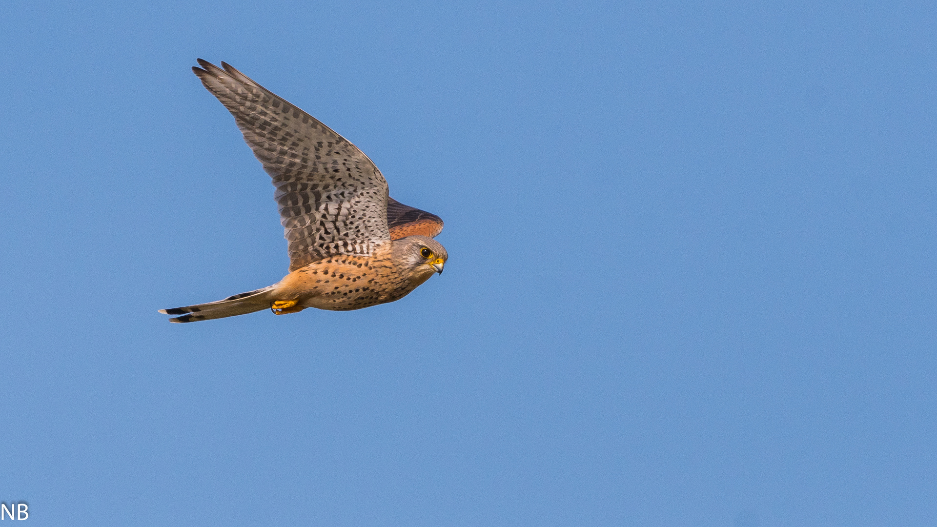 "Turmfalke im Rüttelflug 2024"