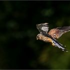 Turmfalke im Rüttelflug