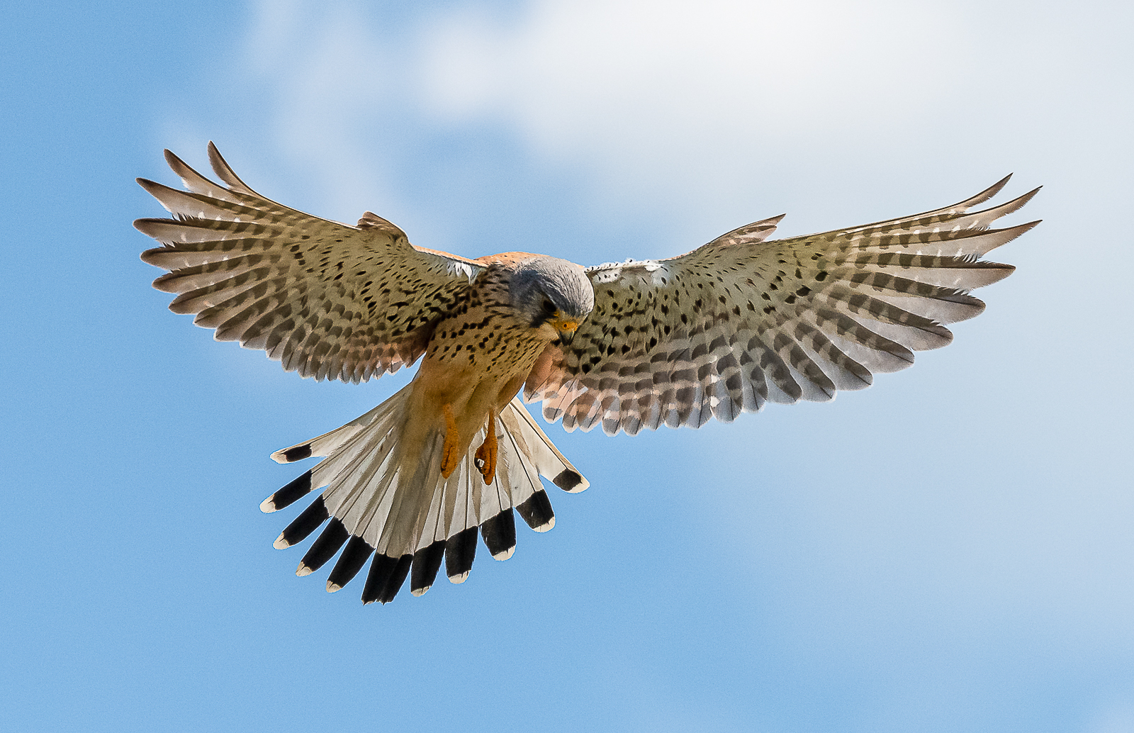 Turmfalke im Rüttelflug