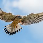 Turmfalke im Rüttelflug