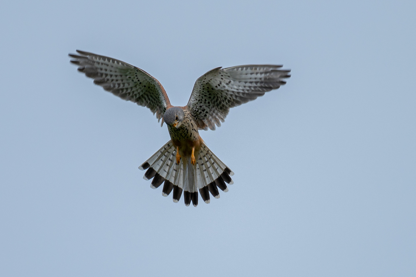 Turmfalke im Rüttelflug