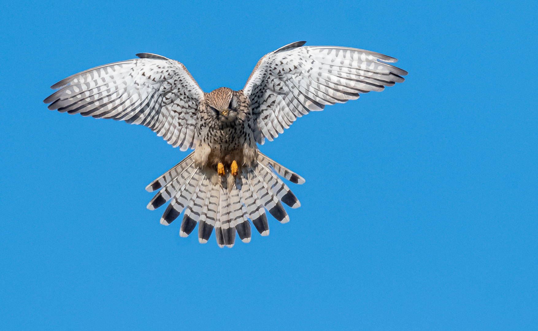 Turmfalke im Rüttelflug