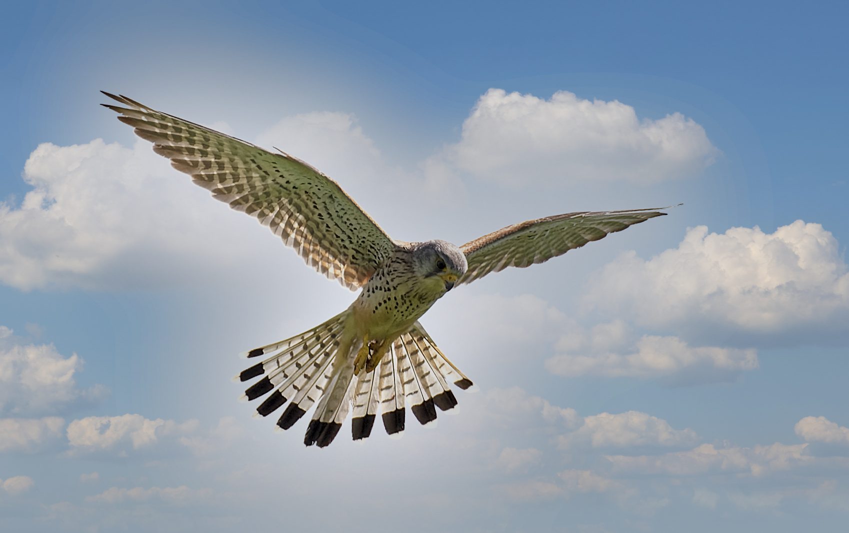 Turmfalke im  Rüttelflug.