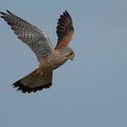 Turmfalke im Rüttelflug