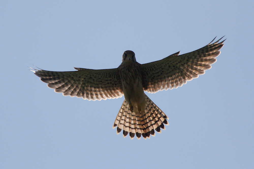 Turmfalke im Rüttelflug