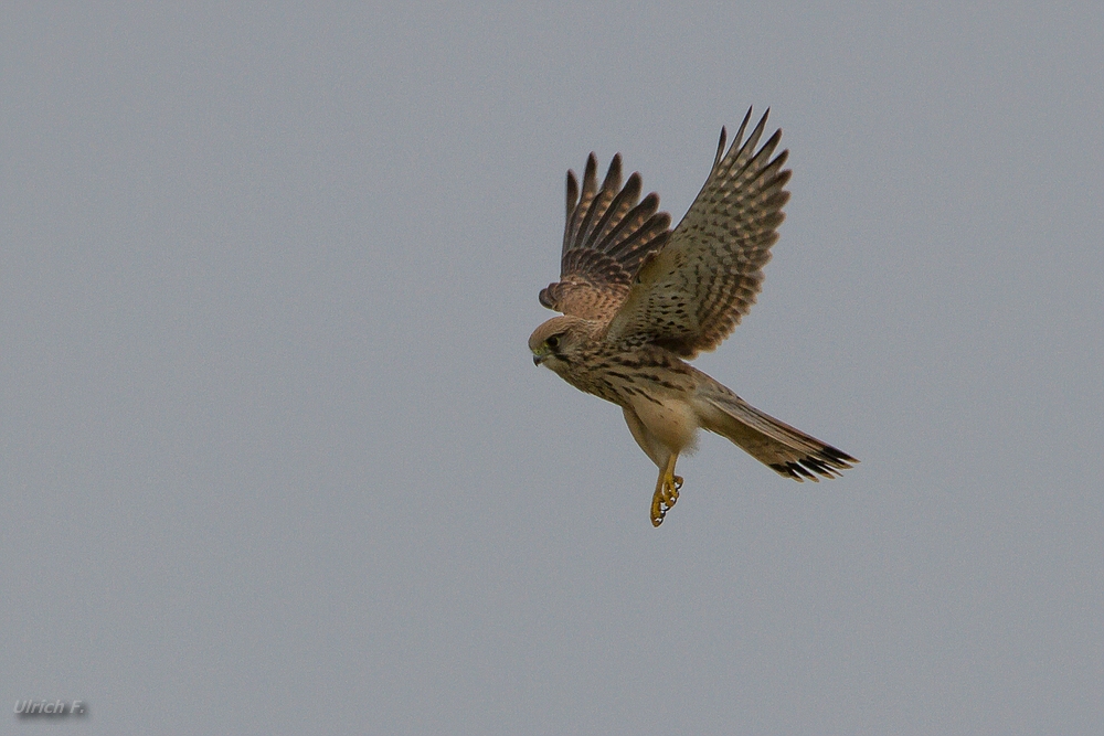 Turmfalke im Rüttelflug