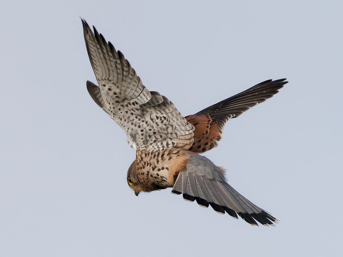 Turmfalke im Rüttelflug