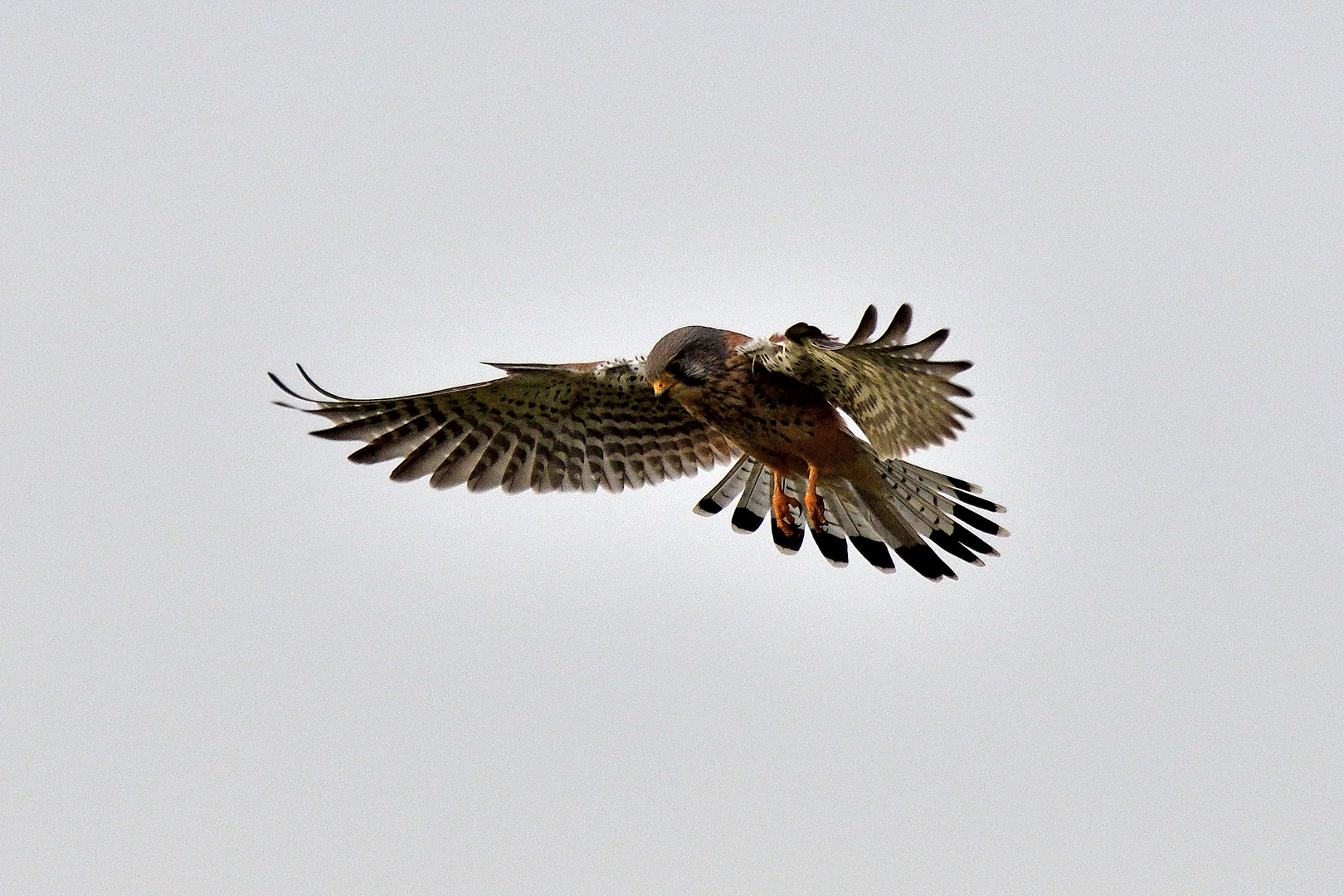 Turmfalke im Rüttelflug