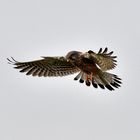 Turmfalke im Rüttelflug