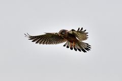 Turmfalke im Rüttelflug