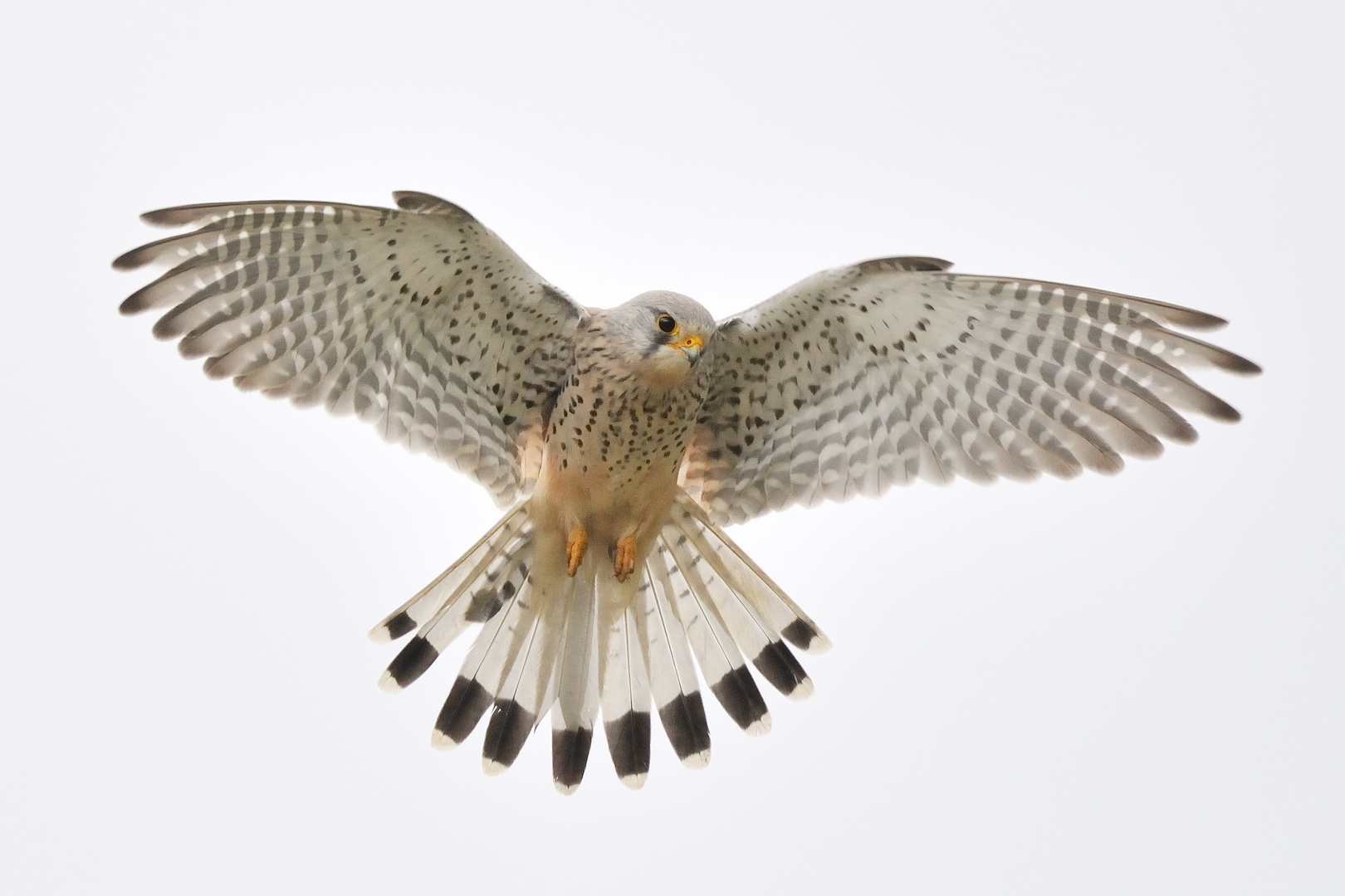 Turmfalke im Rüttelflug