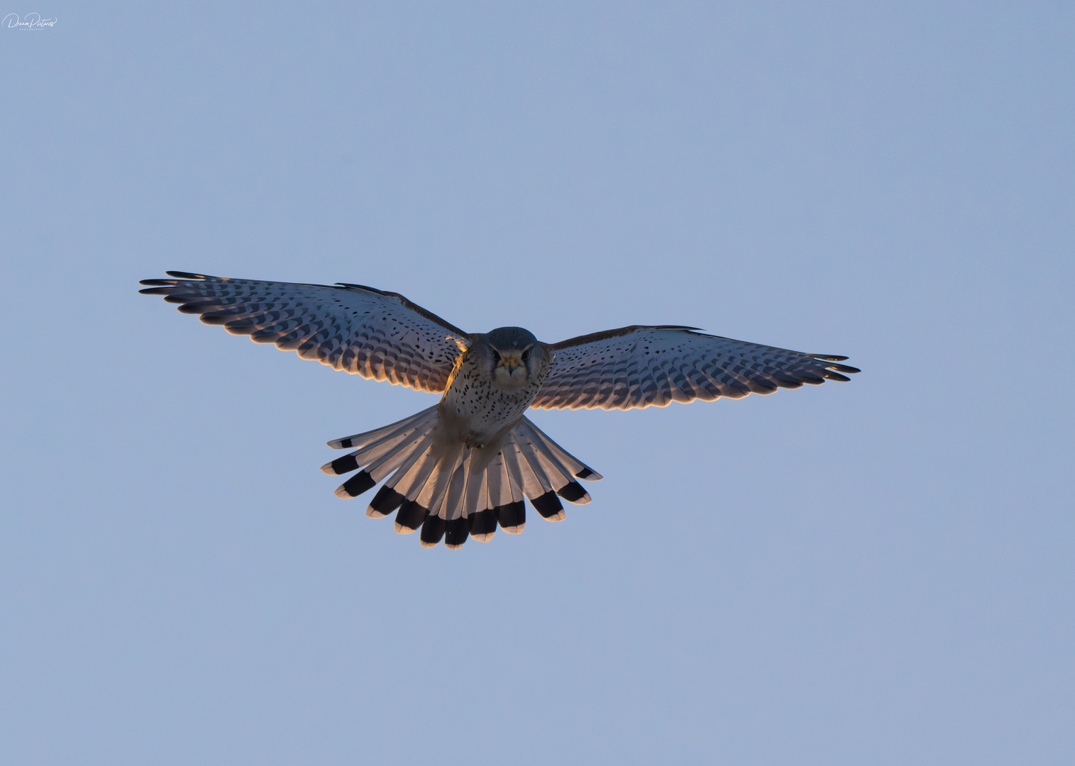 Turmfalke im Rüttelflug