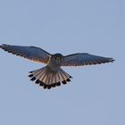 Turmfalke im Rüttelflug