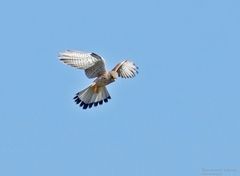  Turmfalke im Rüttelflug