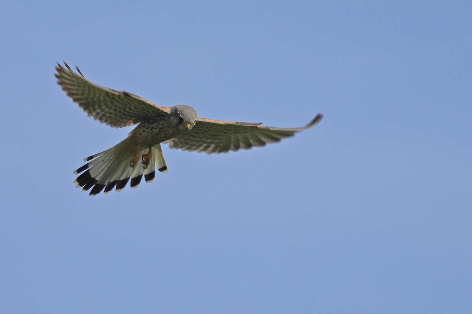 Turmfalke im Rüttelflug