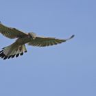 Turmfalke im Rüttelflug