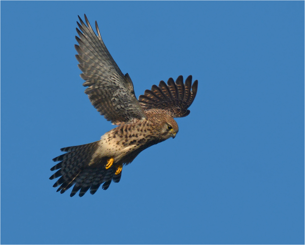 Turmfalke im Rüttelflug