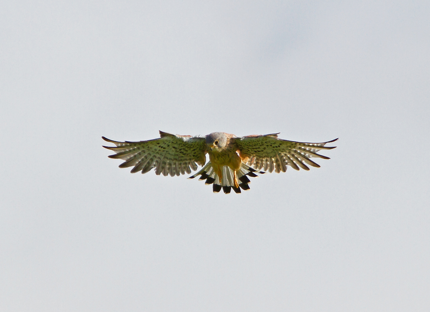 Turmfalke im Rüttelflug