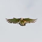 Turmfalke im Rüttelflug