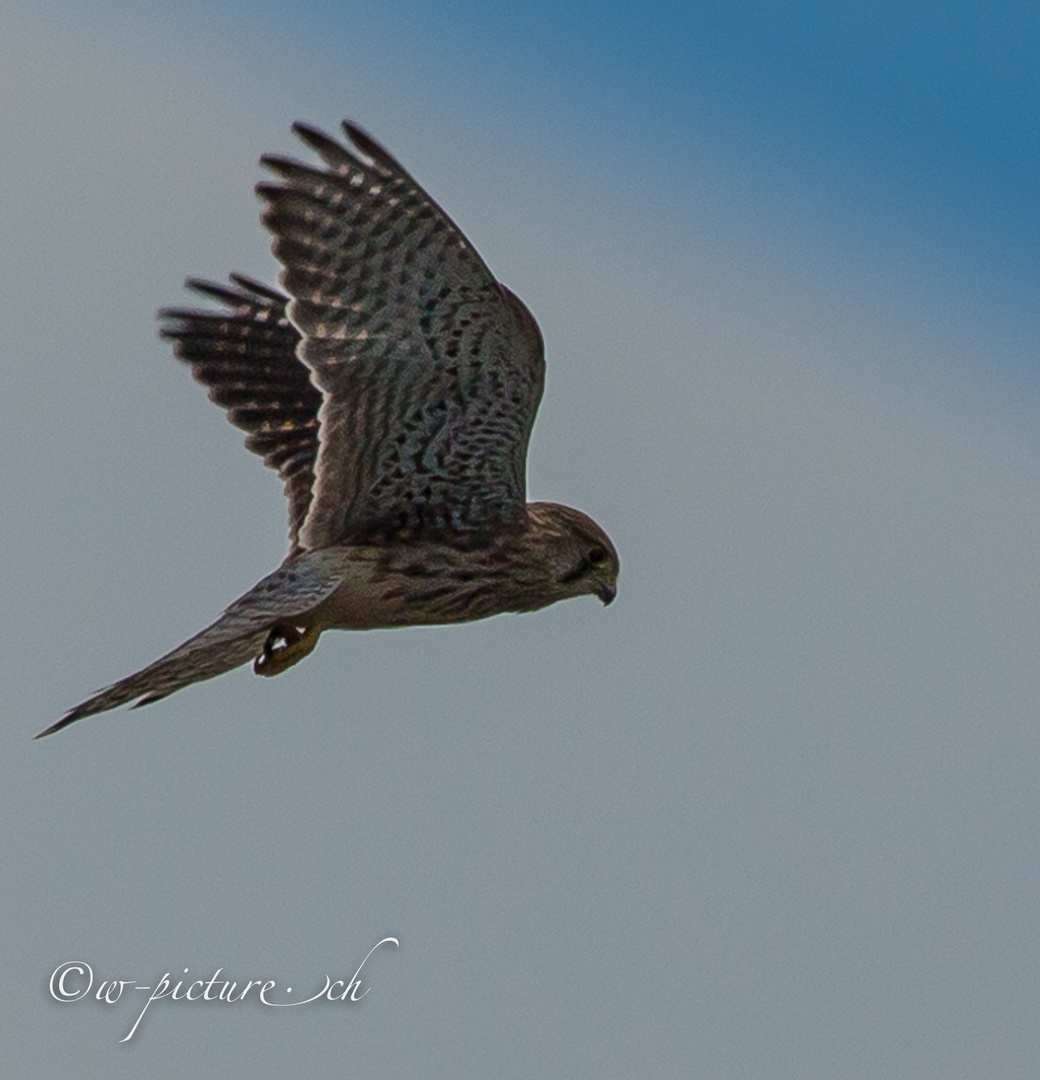 Turmfalke im Rüttelflug