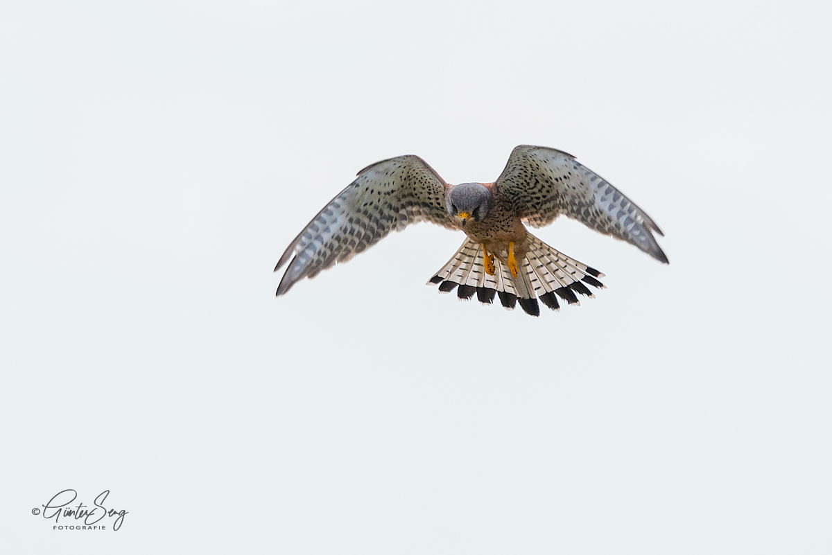 Turmfalke im Rüttelflug