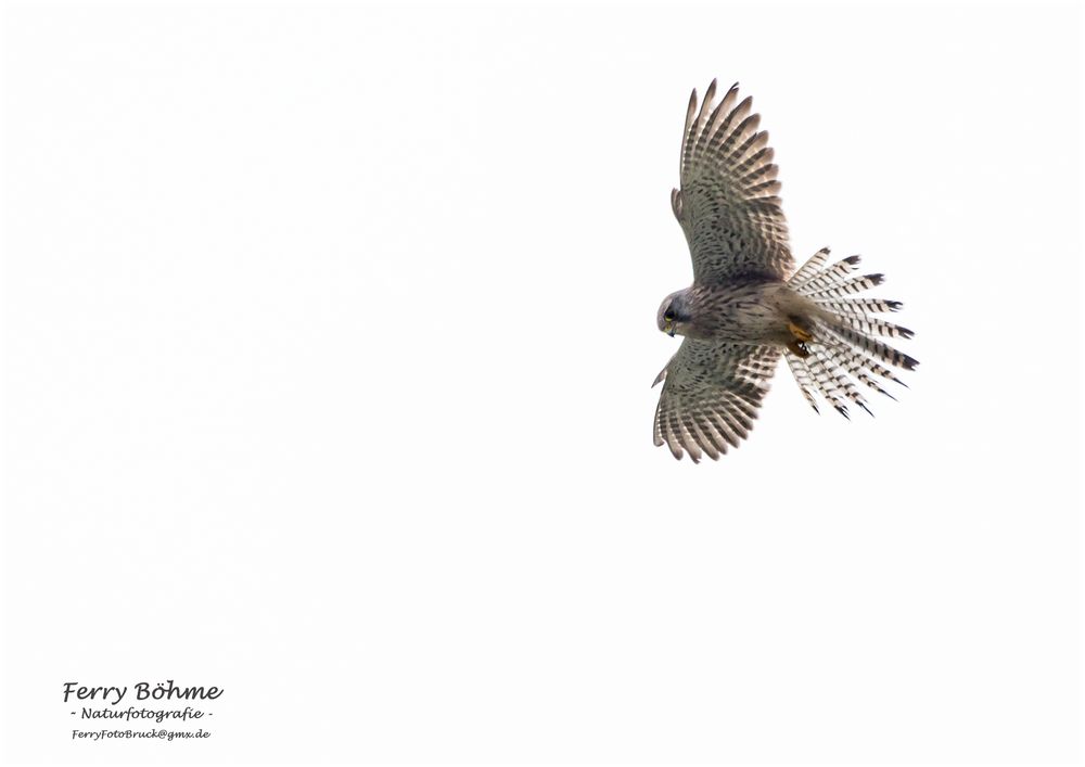 Turmfalke im Rüttelflug