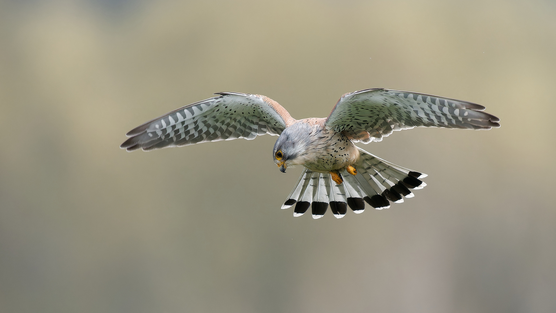 Turmfalke im Rüttelflug