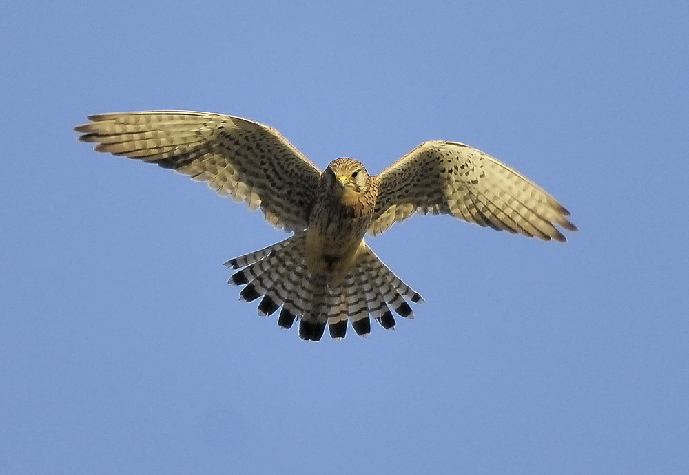 Turmfalke im Rüttelflug