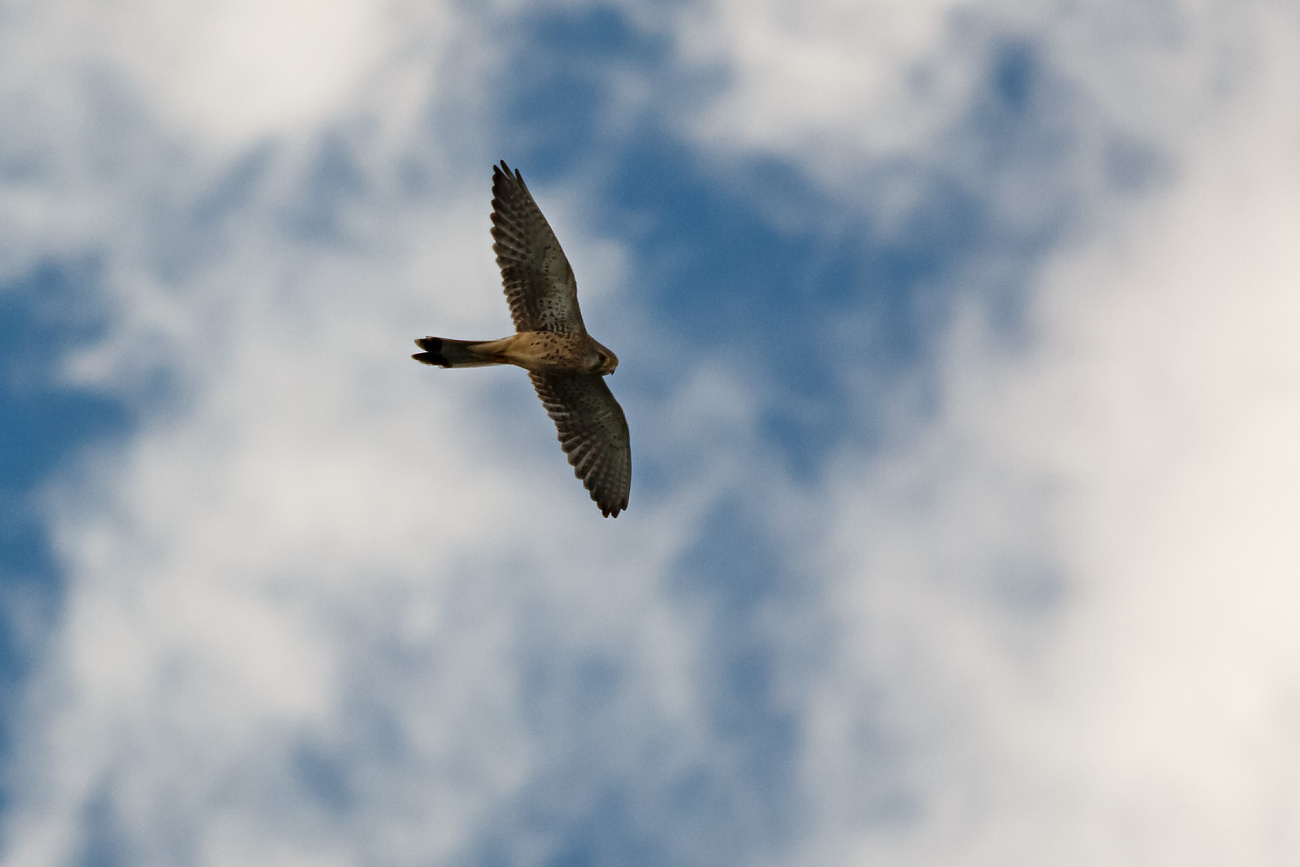 Turmfalke im Rüttelflug