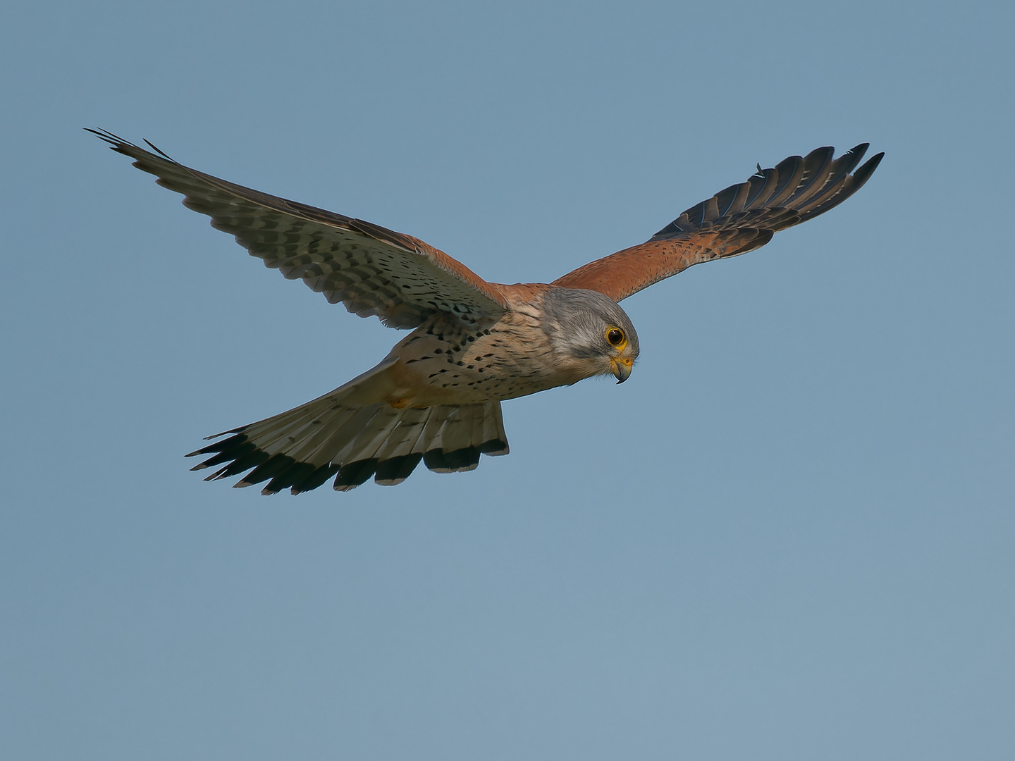 Turmfalke im Rüttelflug