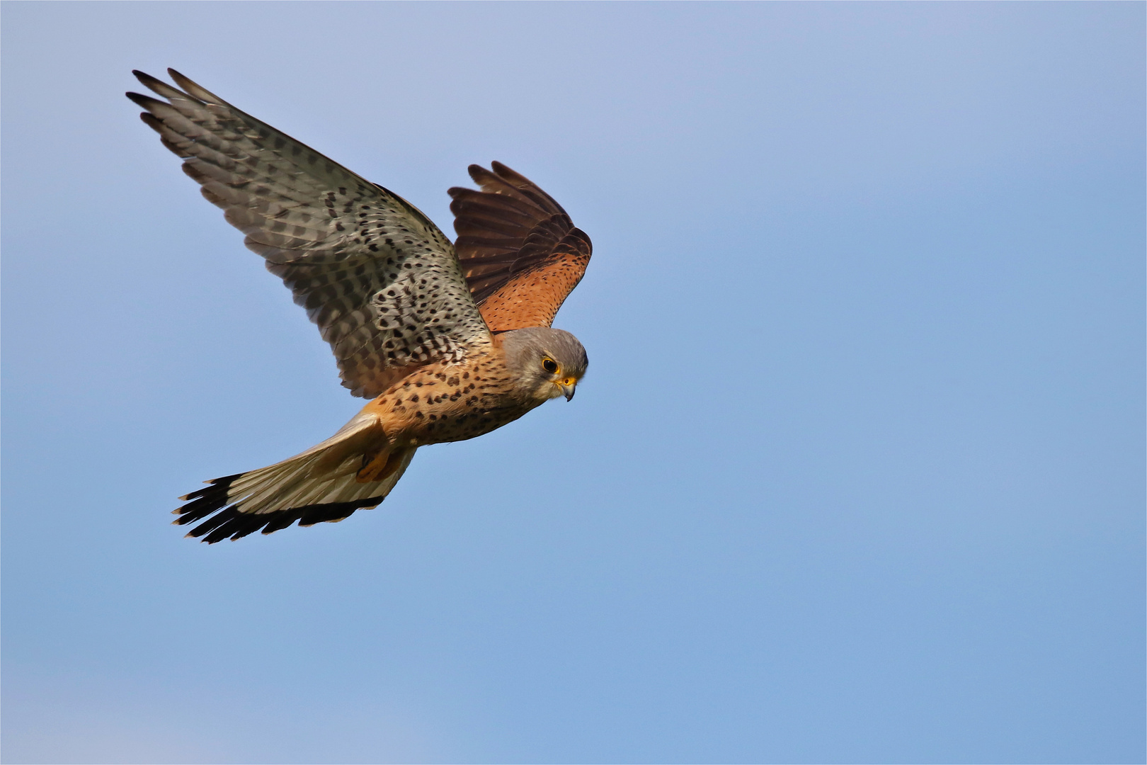 Turmfalke im Rüttelflug