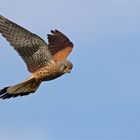 Turmfalke im Rüttelflug