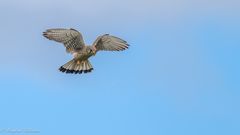 Turmfalke im Rüttelflug ...