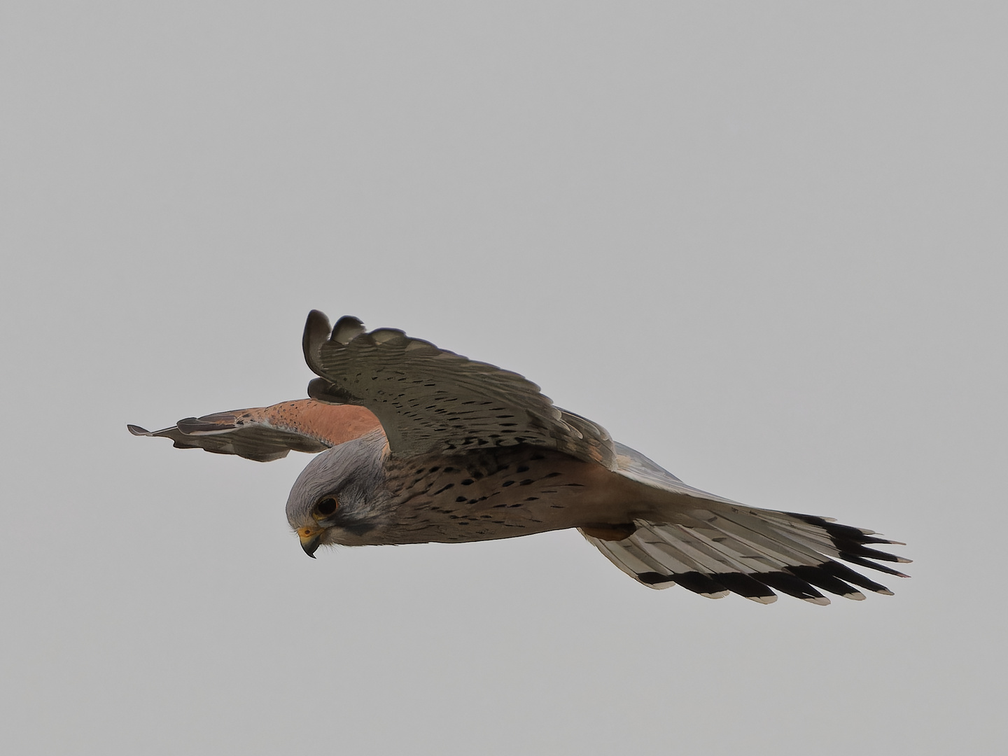 Turmfalke im Rüttelflug