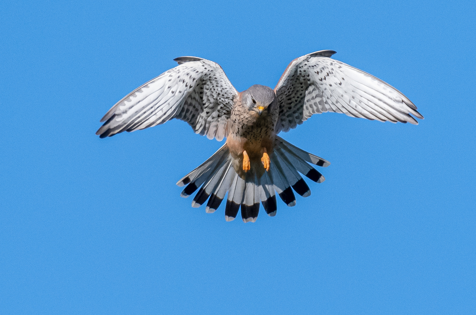 Turmfalke im Rüttelflug