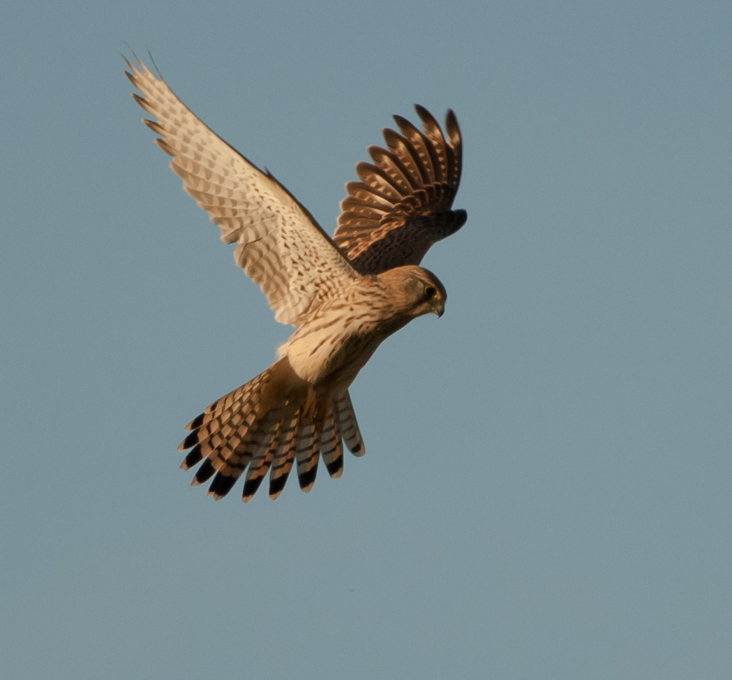 Turmfalke im Rüttelflug