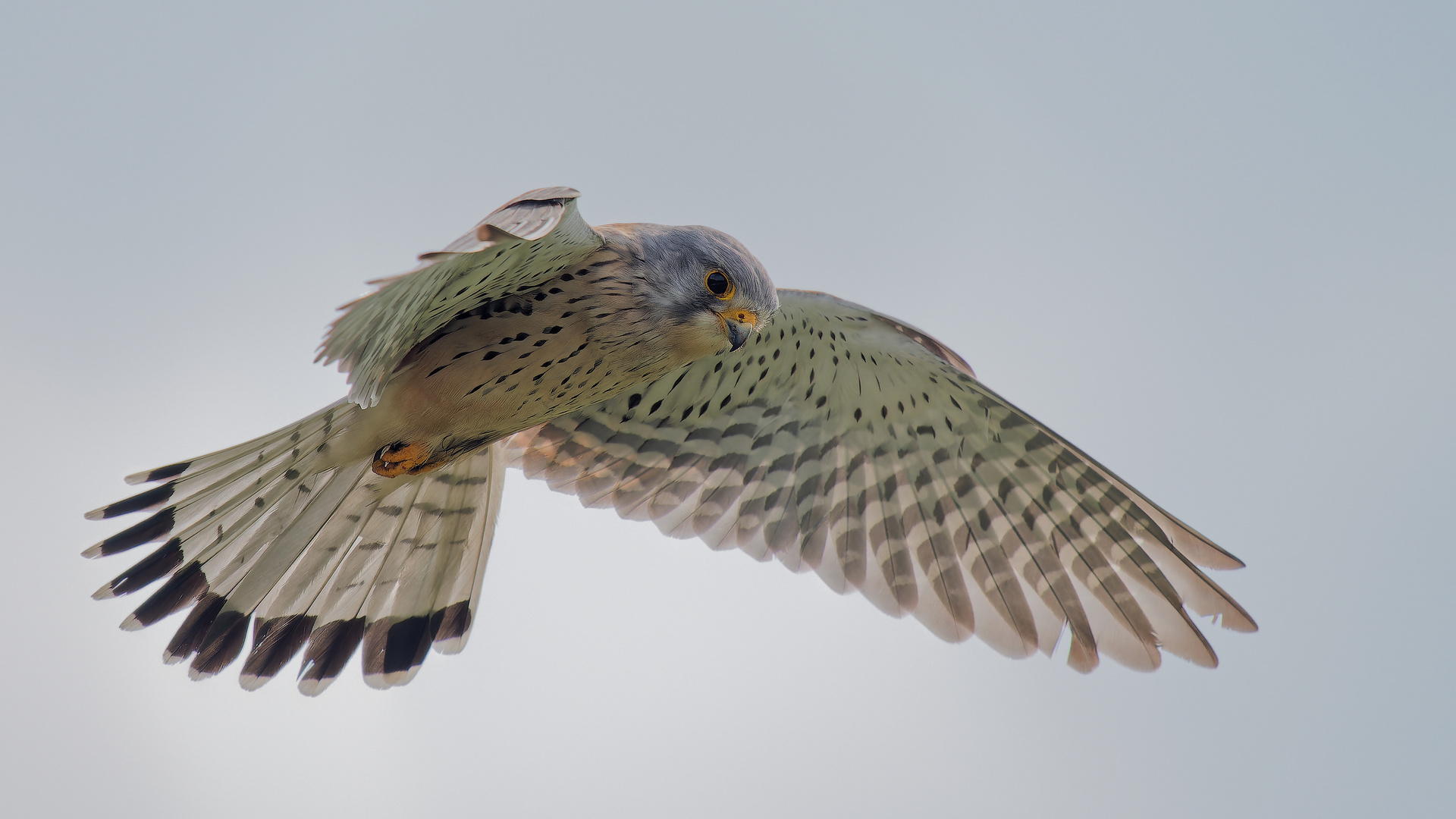 Turmfalke im Rüttelflug - Gegenlichtaufnahme