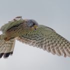 Turmfalke im Rüttelflug - Gegenlichtaufnahme