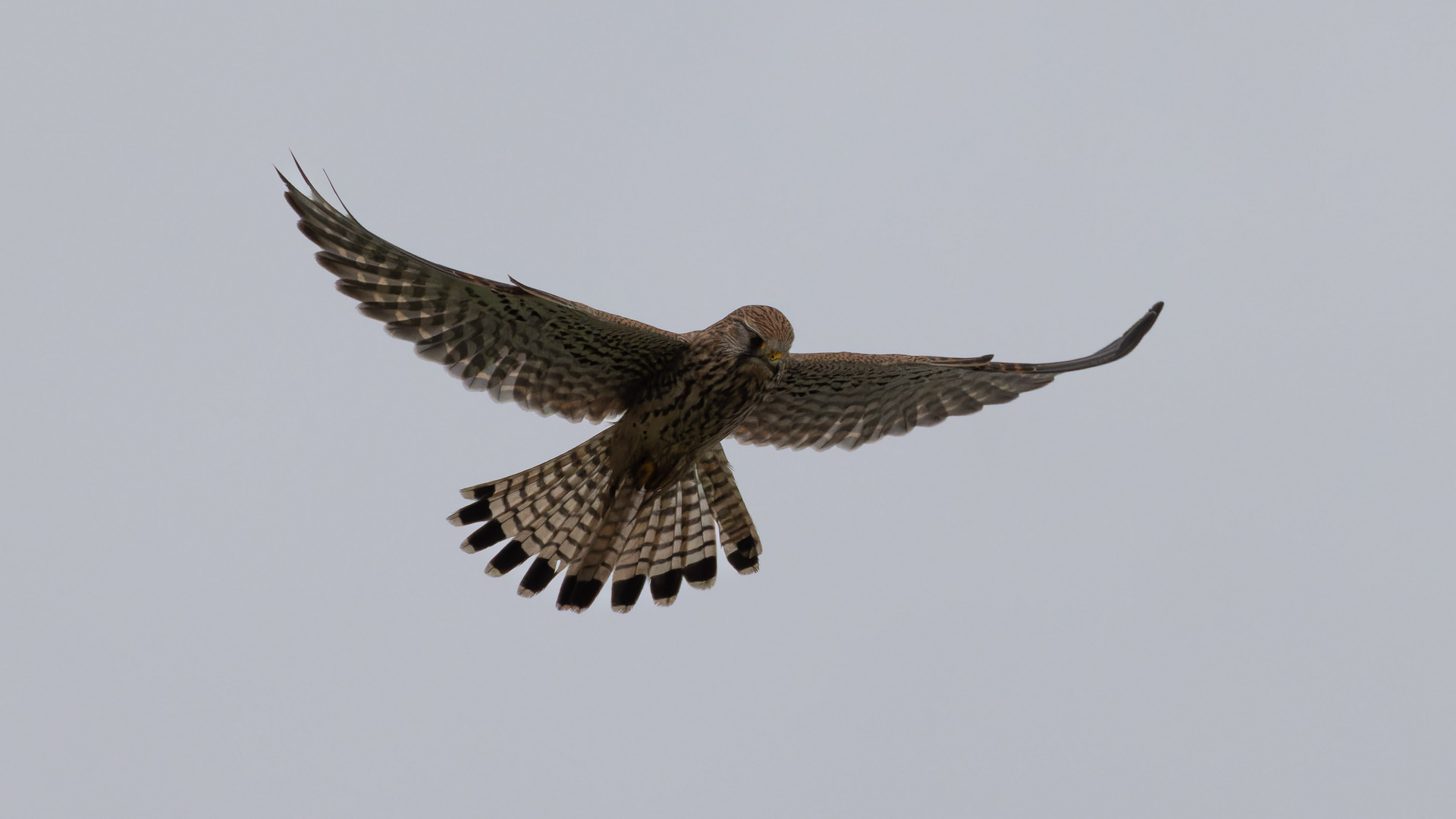 Turmfalke im Rüttelflug I