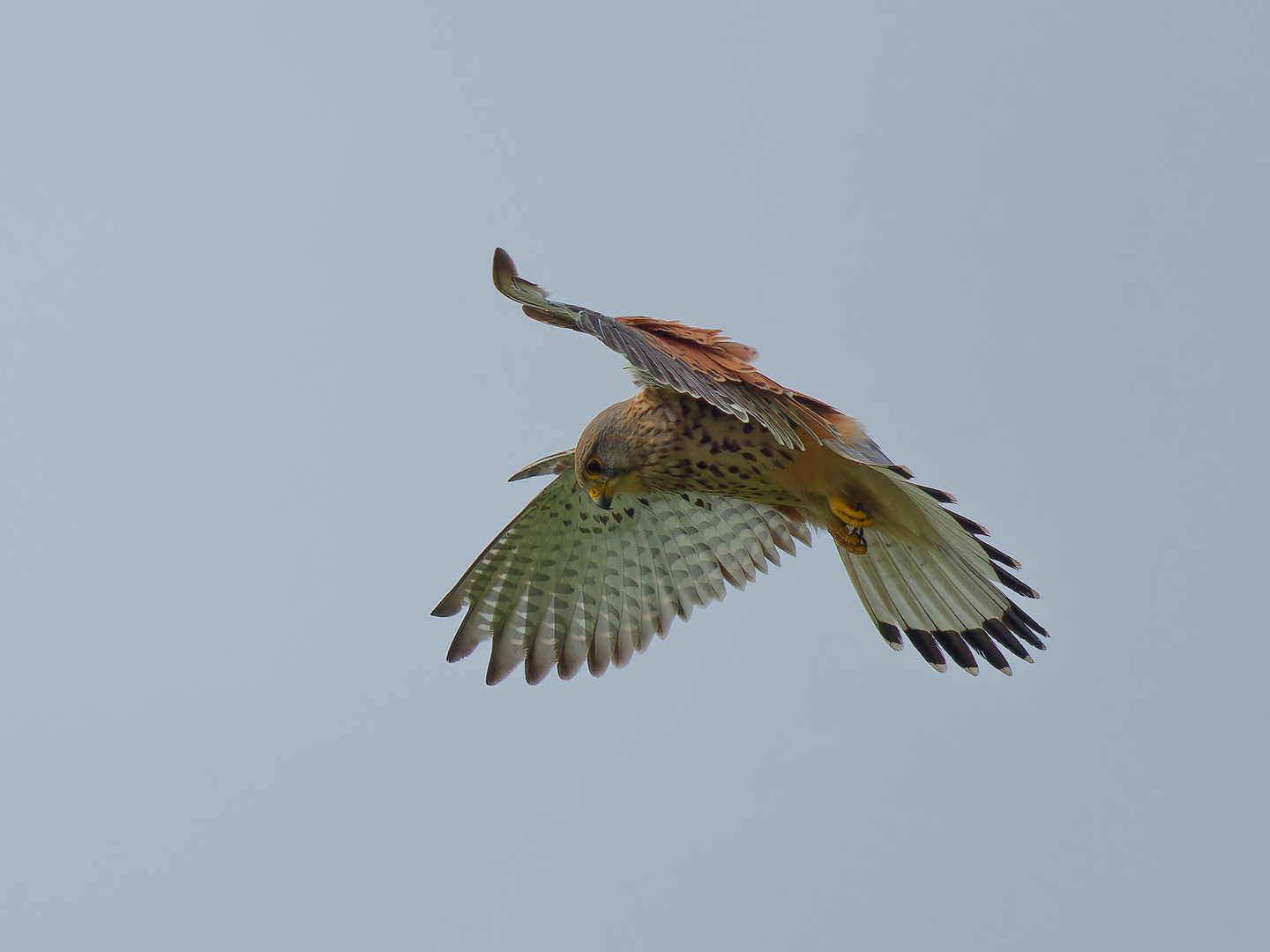 Turmfalke im Rüttelflug I