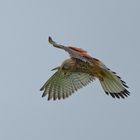 Turmfalke im Rüttelflug I