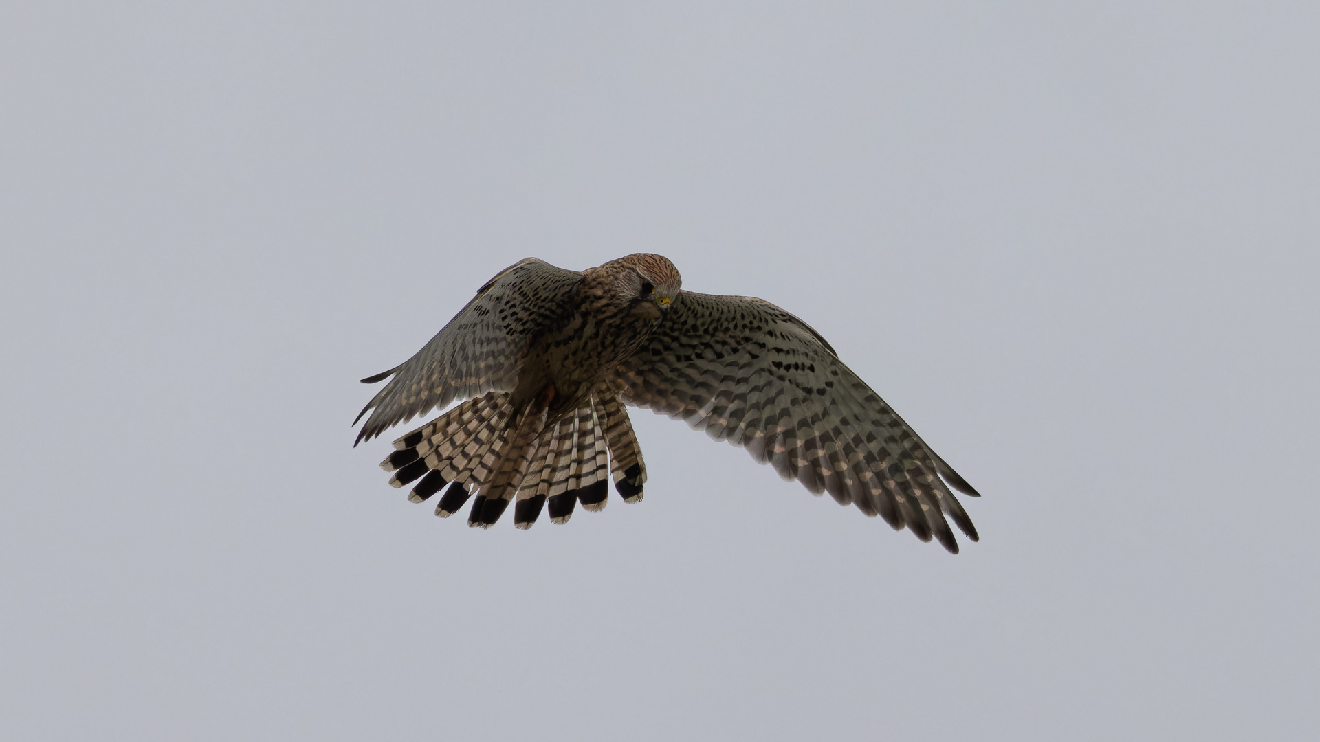 Turmfalke im Rüttelflug II