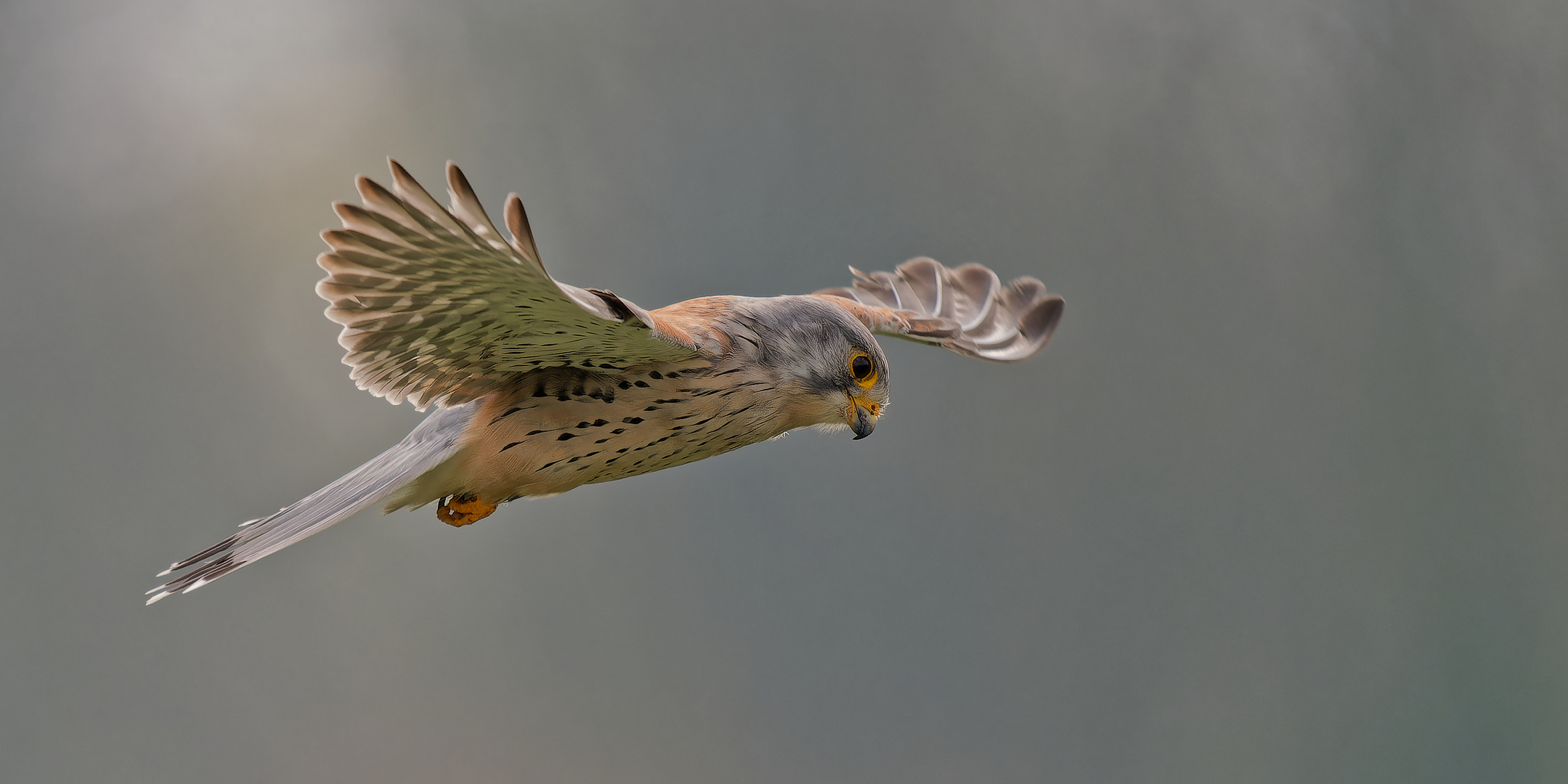 Turmfalke im Rüttelflug III