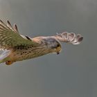 Turmfalke im Rüttelflug III