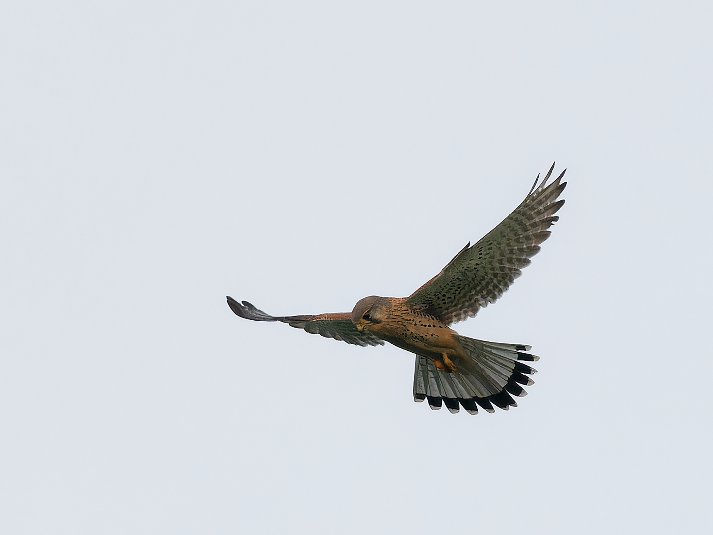 Turmfalke im Rüttelflug III