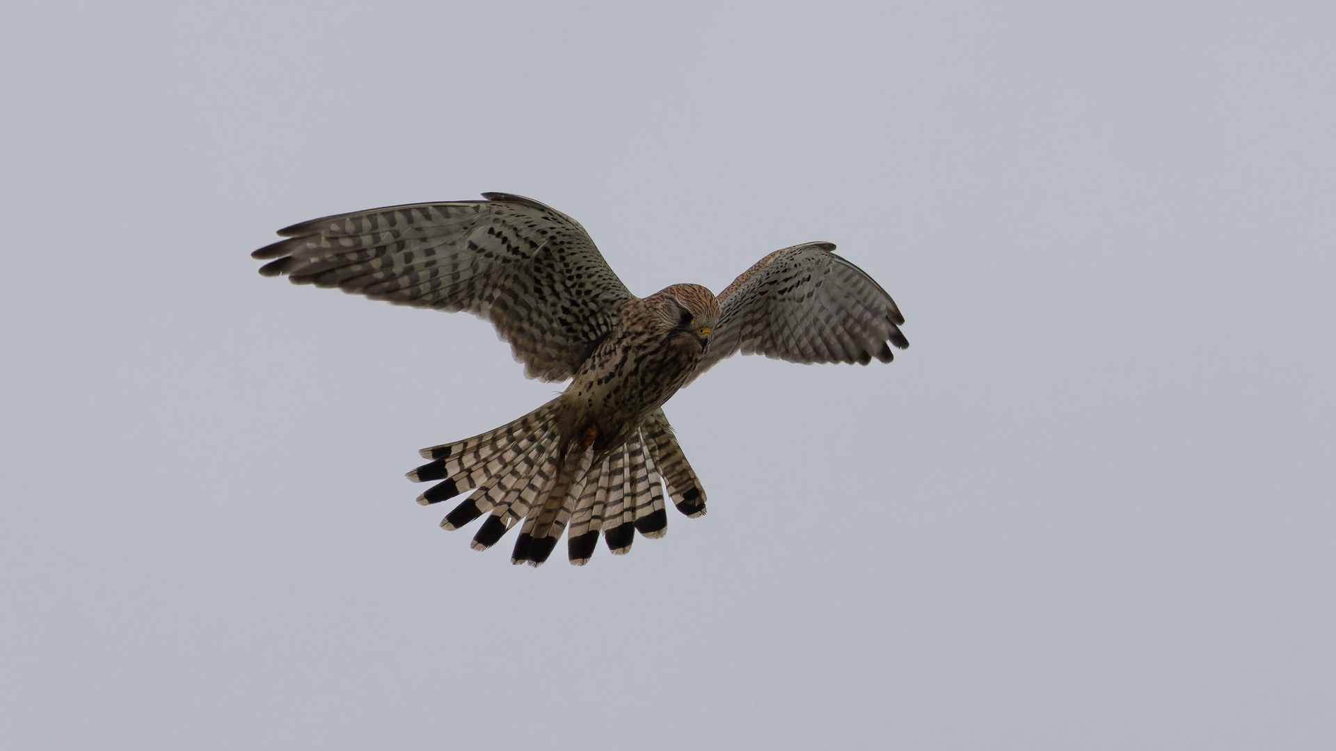 Turmfalke im Rüttelflug III