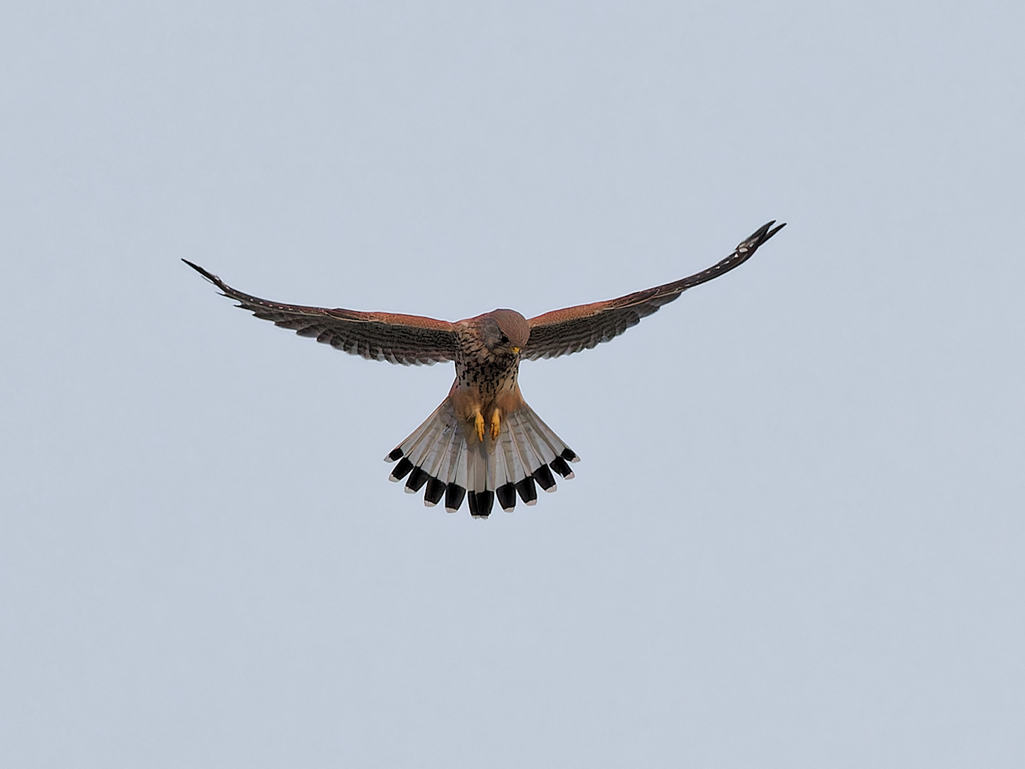 Turmfalke im Rüttelflug IV