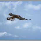 Turmfalke im Rüttelflug - Kestrel in stationary flight