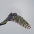 Turmfalke im Rüttelflug - mit Blickkontakt